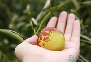 坐月子可以吃鮮棗嗎？產(chǎn)婦可以吃鮮棗嗎？