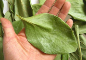 柿子葉能治糖尿病嗎？柿子葉茶能降血糖嗎？