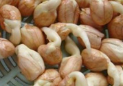 新鮮花生發(fā)芽能吃嗎？發(fā)芽的花生能吃嗎？