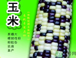 彩色玉米是轉(zhuǎn)基因嗎？彩色玉米能吃嗎？