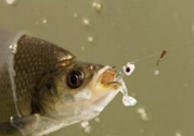 煮熟的玉米能釣魚(yú)嗎？煮熟的玉米能直接釣魚(yú)嗎？