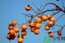 柿子變軟還能吃嗎？柿子變軟是壞了嗎？
