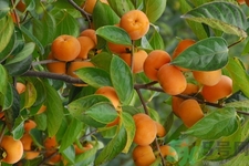 脆柿子哪個(gè)季節(jié)的？脆柿子什么時(shí)候吃最好？