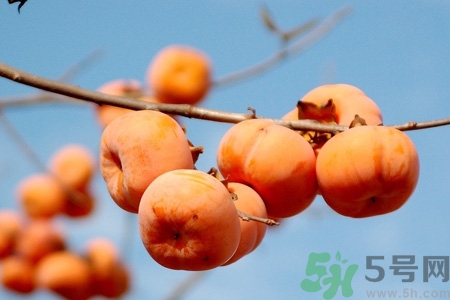 飯前吃脆柿子會(huì)變胖嗎？脆柿子吃多了會(huì)變胖嗎？