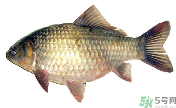 秋天釣鯽魚用什么餌料？秋天釣鯽魚用什么味餌？