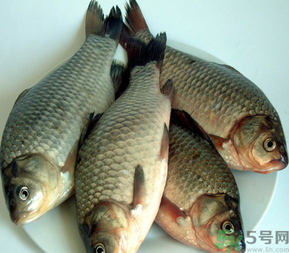 秋天釣鯽魚用什么餌料？秋天釣鯽魚用什么味餌？