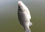 秋天釣鯽魚用什么餌料？秋天釣鯽魚用什么味餌？