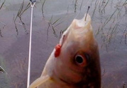 秋天釣魚用腥還是香？秋天釣魚用什么味型餌料？