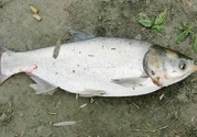 十月份可以釣魚嗎？十月份釣魚用什么餌料？