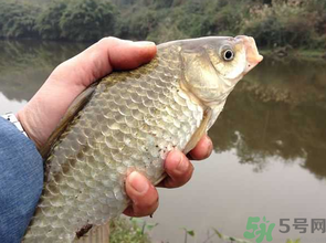 十月份釣鯽魚用什么餌？十月份釣鯽魚用什么餌料好？