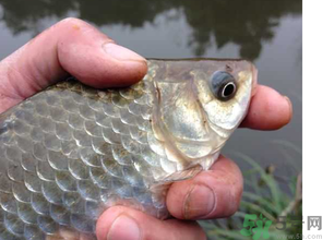 十月份釣鯽魚用什么餌？十月份釣鯽魚用什么餌料好？