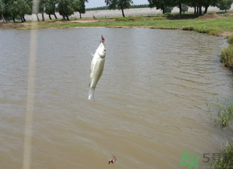 秋天釣魚深水還是淺水？秋天釣魚釣深水還是淺水？