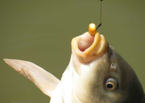 秋天釣魚用什么小藥？秋天釣魚小藥搭配