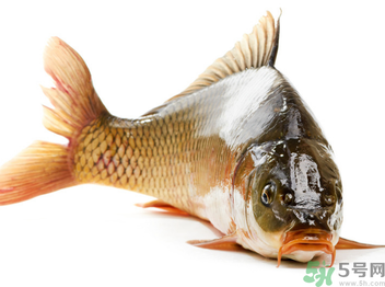 秋天釣鯉魚(yú)用什么小藥？秋天黑坑釣鯉魚(yú)用什么小藥？
