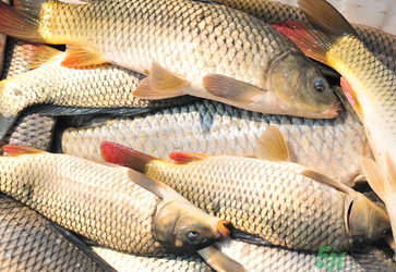 秋天釣鯉魚(yú)用什么小藥？秋天黑坑釣鯉魚(yú)用什么小藥？