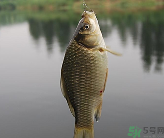 秋天黑坑釣鯽魚(yú)用什么餌料？秋天黑坑釣鯽魚(yú)餌料配方