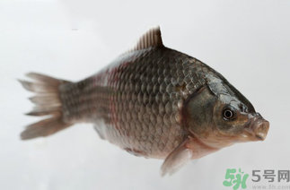 秋天黑坑釣鯽魚(yú)用什么餌料？秋天黑坑釣鯽魚(yú)餌料配方