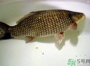 秋天黑坑釣鯽魚(yú)用什么餌料？秋天黑坑釣鯽魚(yú)餌料配方