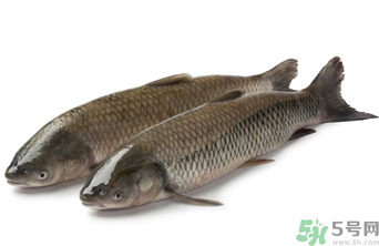 十月份草魚(yú)好釣嗎？十月份怎么釣草魚(yú)？