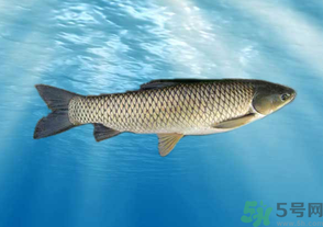 十月份草魚(yú)好釣嗎？十月份怎么釣草魚(yú)？