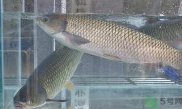 十月份草魚(yú)好釣嗎？十月份怎么釣草魚(yú)？