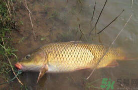 十月份可以釣鯉魚嗎？十月份釣鯉魚用什么餌？