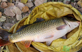 十月份可以釣鯉魚嗎？十月份釣鯉魚用什么餌？