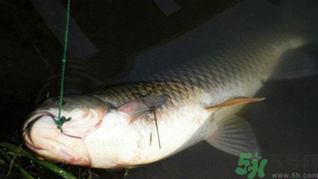 十月份可以釣鯉魚嗎？十月份釣鯉魚用什么餌？