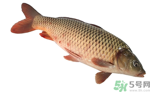 十月份可以釣鯉魚嗎？十月份釣鯉魚用什么餌？