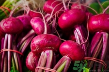 甜菜是蘿卜嗎？甜菜和蘿卜的區(qū)別