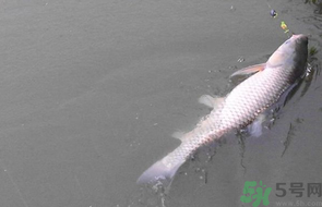 秋天釣草魚(yú)用什么餌？秋季釣草魚(yú)用什么餌最好？ 