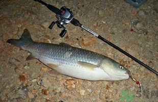 秋天釣草魚(yú)用什么餌？秋季釣草魚(yú)用什么餌最好？ 