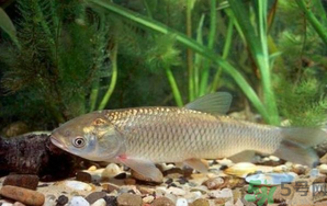 秋天釣草魚(yú)用什么餌？秋季釣草魚(yú)用什么餌最好？ 