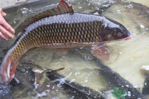 用玉米粒怎么釣鯉魚？玉米粒怎么泡制釣魚餌料？