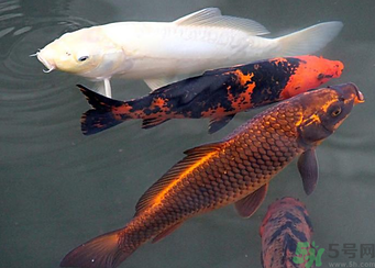 用玉米粒怎么釣鯉魚？玉米粒怎么泡制釣魚餌料？