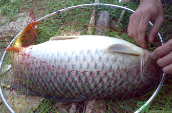 用玉米粒怎么釣鯉魚？玉米粒怎么泡制釣魚餌料？