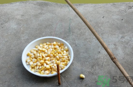 玉米粒怎么釣魚？怎么用玉米粒釣魚？