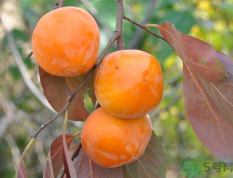 黃柿子和紅柿子有什么區(qū)別？紅柿子和黃柿子哪個(gè)好？