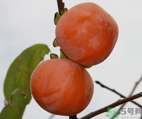 黃柿子和紅柿子有什么區(qū)別？紅柿子和黃柿子哪個(gè)好？