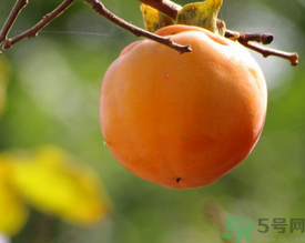 黃柿子和紅柿子有什么區(qū)別？紅柿子和黃柿子哪個(gè)好？