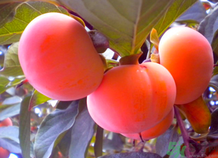 黃柿子和紅柿子有什么區(qū)別？紅柿子和黃柿子哪個(gè)好？