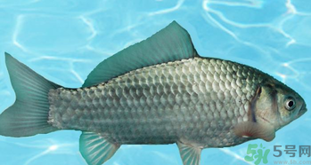 釣的魚在家怎么養(yǎng)活？釣的魚怎么保持不死？