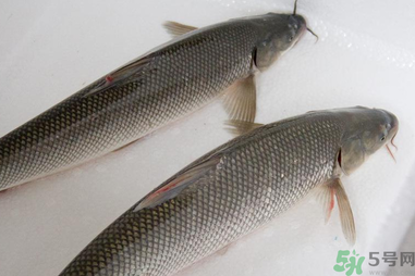 釣的魚在家怎么養(yǎng)活？釣的魚怎么保持不死？