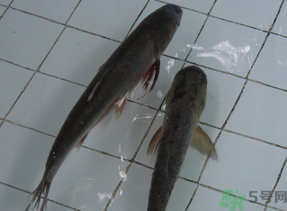 釣的魚在家怎么養(yǎng)活？釣的魚怎么保持不死？