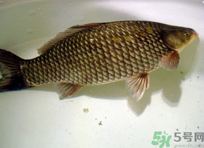 釣的魚死了還能吃嗎？釣的魚死了怎么處理？
