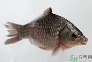 釣的魚死了還能吃嗎？釣的魚死了怎么處理？