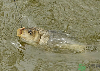 釣的魚死了還能吃嗎？釣的魚死了怎么處理？