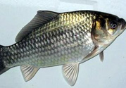 釣的魚在家怎么養(yǎng)活？釣的魚怎么保持不死？