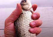 十月份釣鯽魚用什么餌？十月份釣鯽魚用什么餌料好？