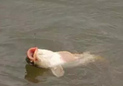 十月份怎么釣鯽魚？十月份怎么釣鯉魚？